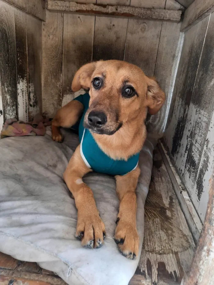 Cachorro ra a SRD-ViraLata idade 7 a 11 meses nome Lua