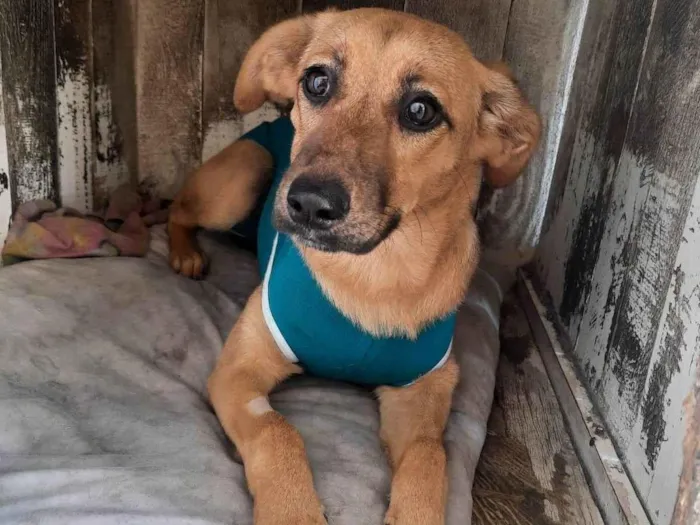 Cachorro ra a SRD-ViraLata idade 7 a 11 meses nome Lua