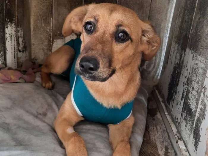 Cachorro ra a SRD-ViraLata idade 7 a 11 meses nome Lua