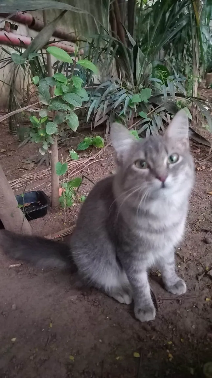 Gato raça Srd idade 7 a 11 meses nome Bella