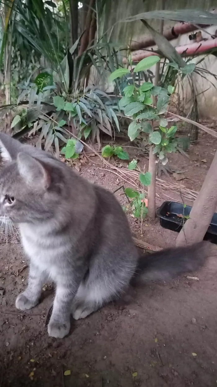 Gato raça Srd idade 7 a 11 meses nome Bella