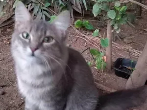 Gato raça Srd idade 7 a 11 meses nome Bella