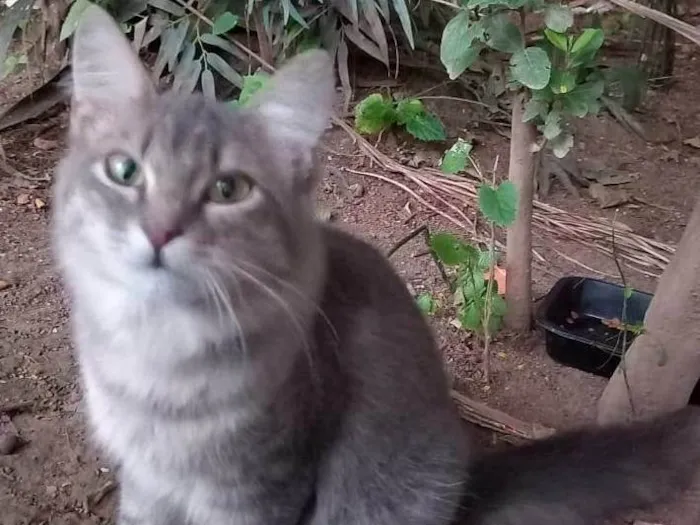 Gato raça Srd idade 7 a 11 meses nome Bella