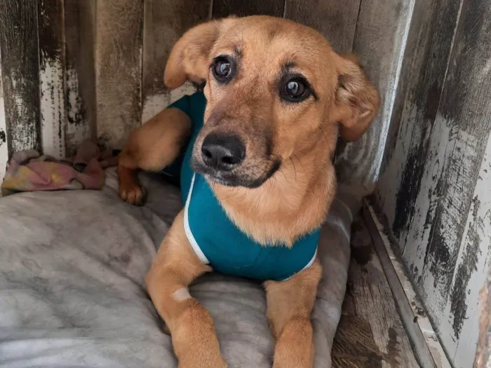 Cachorro ra a SRD-ViraLata idade 7 a 11 meses nome Lua