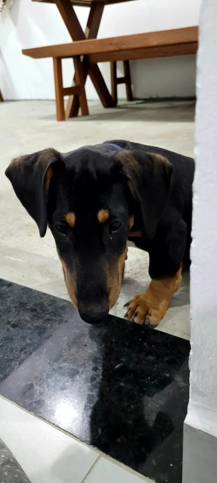 Cachorro raça Salsicha + Bull Terrier idade 2 a 6 meses nome Doug