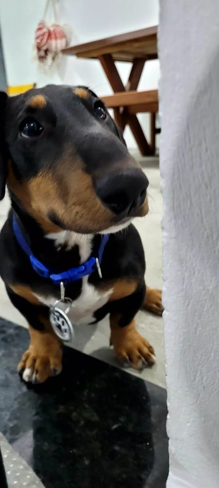 Cachorro raça Salsicha + Bull Terrier idade 2 a 6 meses nome Doug