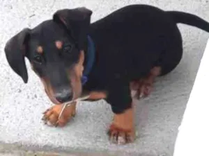 Cachorro raça Salsicha + Bull Terrier idade 2 a 6 meses nome Doug