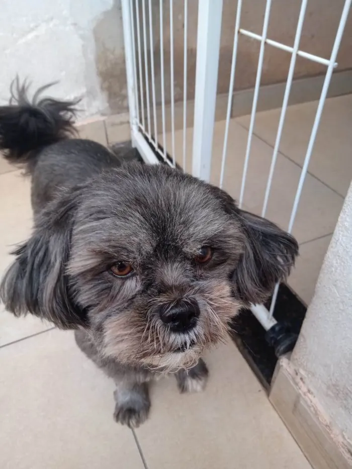 Cachorro ra a SRD-ViraLata idade 6 ou mais anos nome Tica
