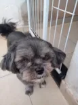 Tica
