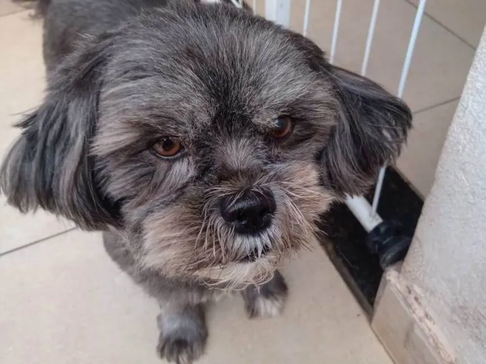 Cachorro ra a SRD-ViraLata idade 6 ou mais anos nome Tica