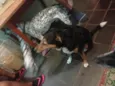 Ruck