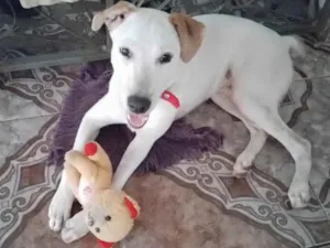 Cachorro raça SRD-ViraLata idade  nome Lucky 