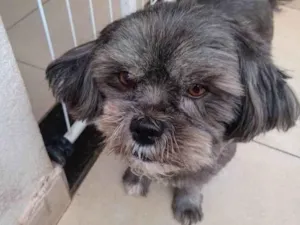 Cachorro raça SRD-ViraLata idade 6 ou mais anos nome Tica