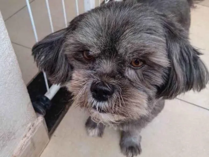 Cachorro ra a SRD-ViraLata idade 6 ou mais anos nome Tica