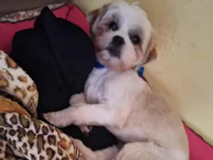 Cachorro raça Shitzu idade 7 a 11 meses nome Fred