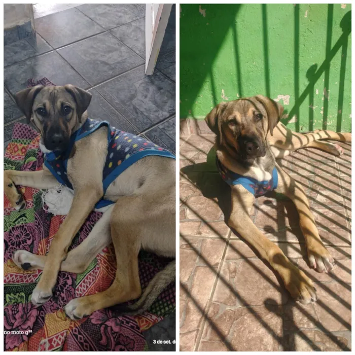 Cachorro ra a sem raça definida  idade 1 ano nome charlie