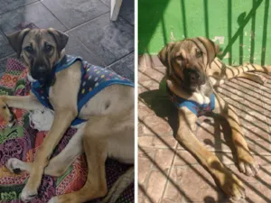 Cachorro raça sem raça definida  idade 1 ano nome charlie