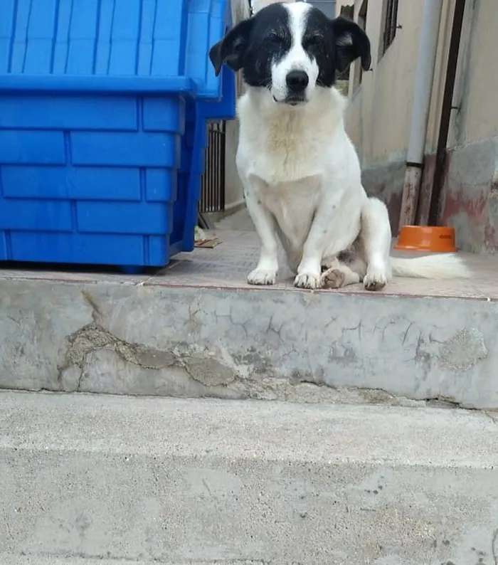 Cachorro ra a SRD-ViraLata idade  nome NICK