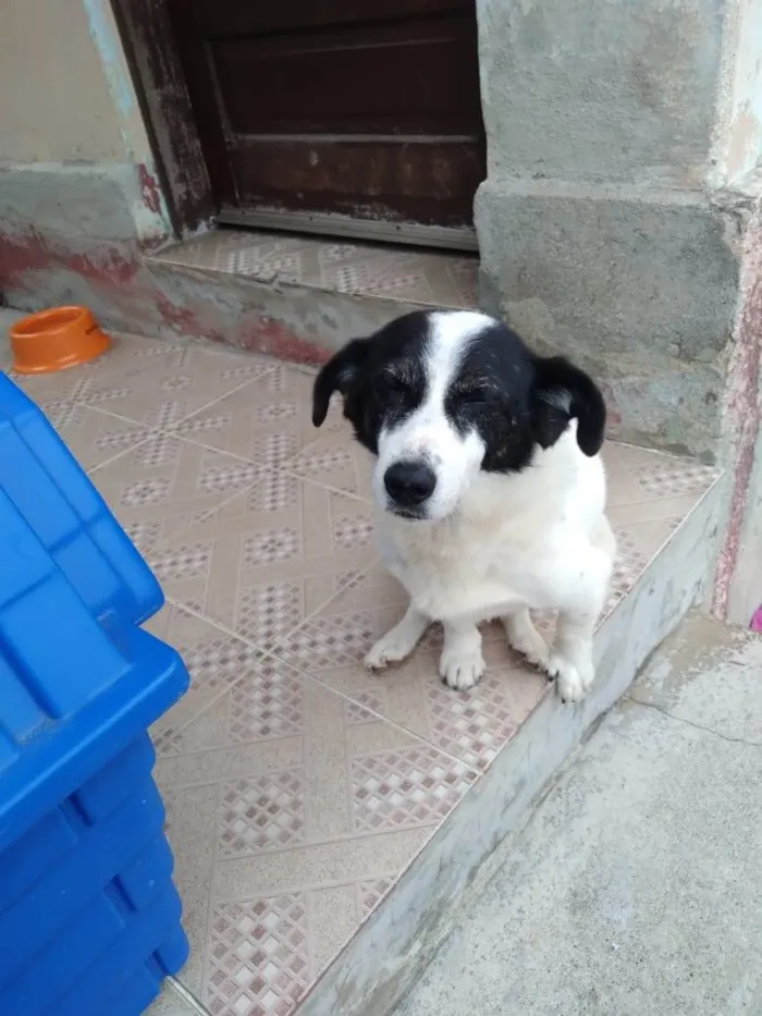 Cachorro ra a SRD-ViraLata idade  nome NICK