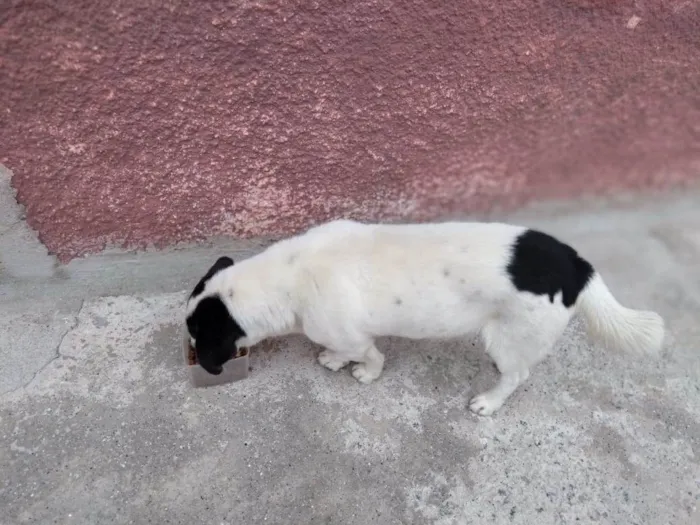Cachorro ra a SRD-ViraLata idade  nome NICK