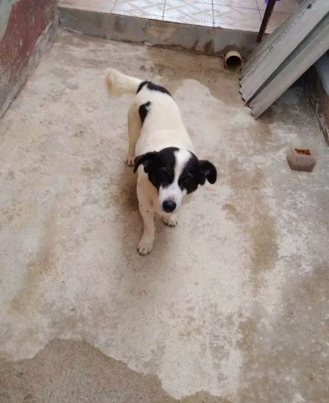 Cachorro ra a SRD-ViraLata idade  nome NICK