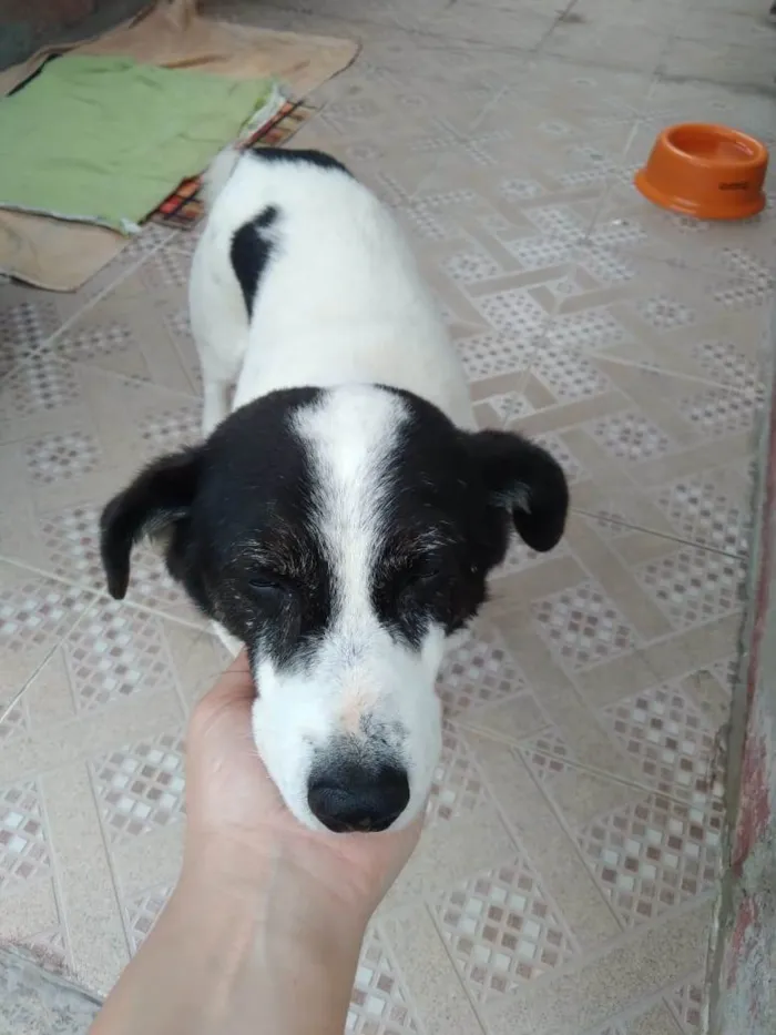 Cachorro ra a SRD-ViraLata idade  nome NICK