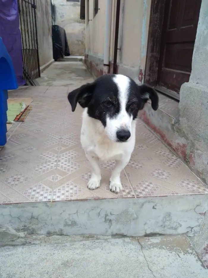 Cachorro ra a SRD-ViraLata idade  nome NICK