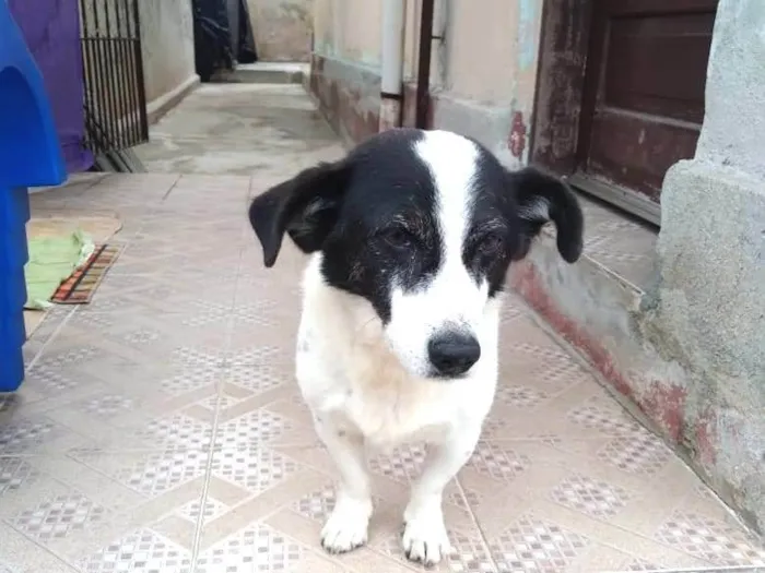 Cachorro ra a SRD-ViraLata idade  nome NICK