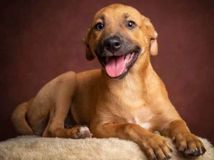 Cachorro ra a SRD-ViraLata idade 1 ano nome Amendoim 