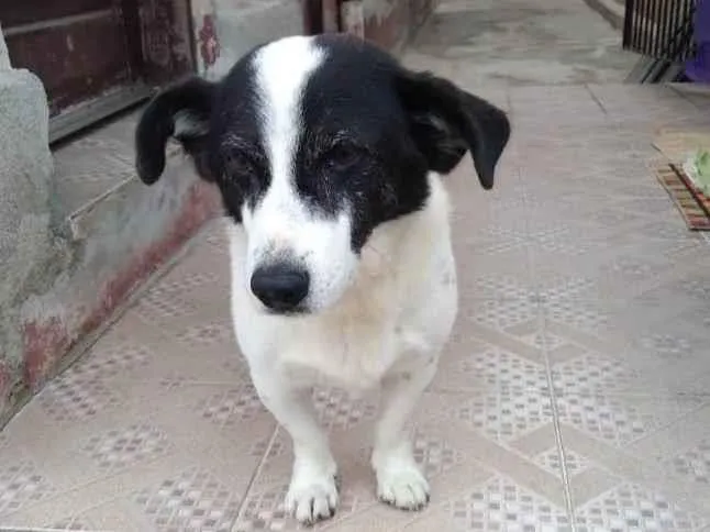 Cachorro ra a SRD-ViraLata idade  nome NICK