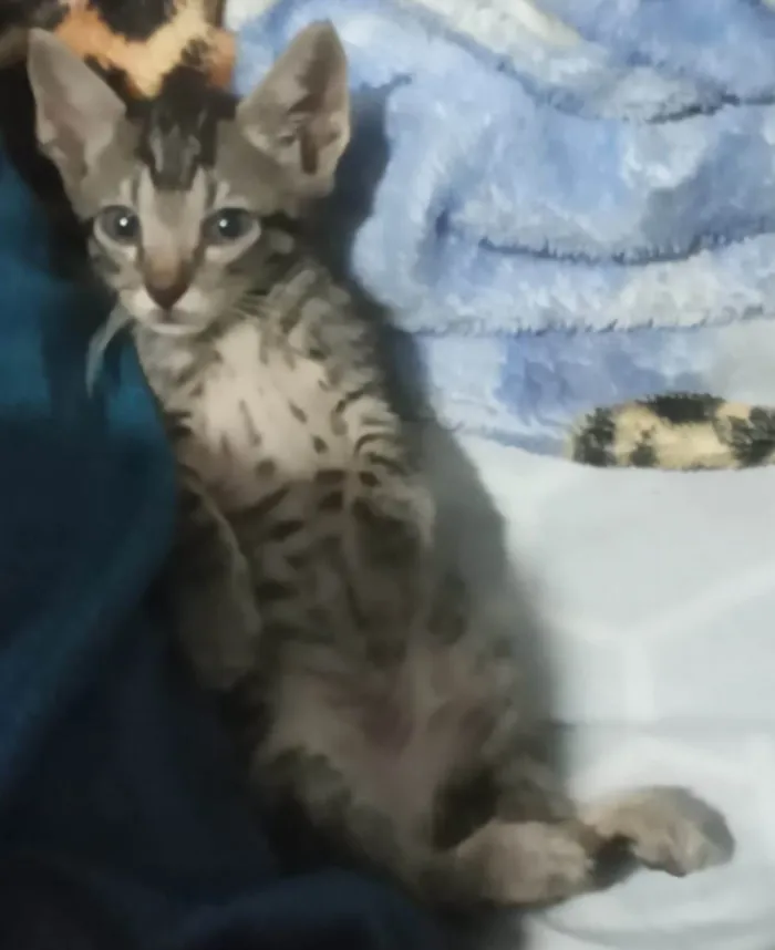 Gato ra a Vira Lata idade 2 a 6 meses nome Sem nome