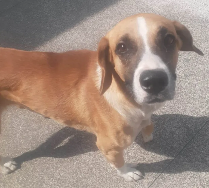 Cachorro ra a Sem raça  idade 3 anos nome Grandão 