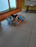 Pingo