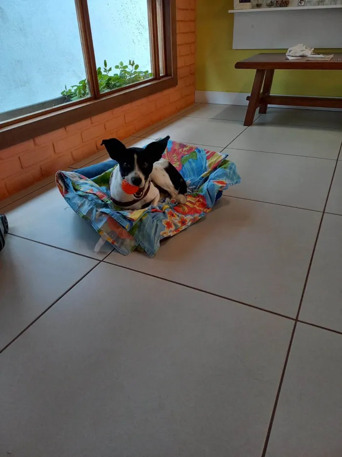Cachorro ra a Sem raça  idade 3 anos nome Pingo