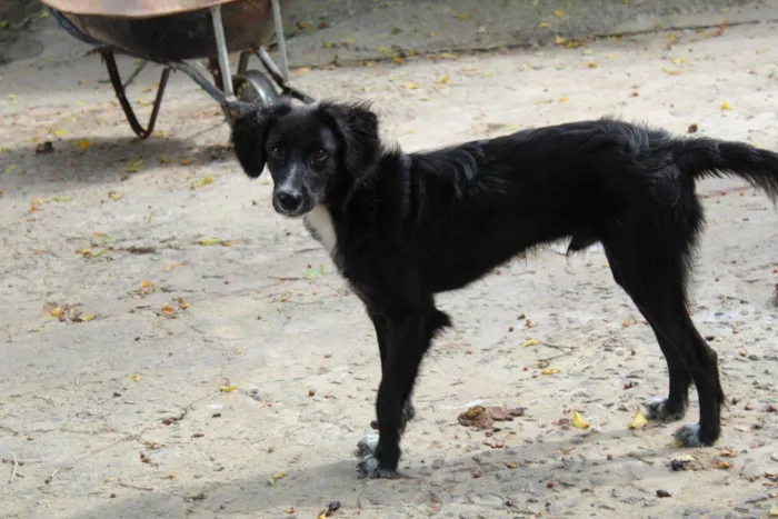 Cachorro ra a SRD-ViraLata idade 3 anos nome GAEL