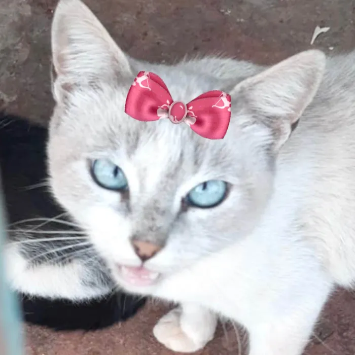 Gato ra a Mestica  idade 2 a 6 meses nome Cristal 