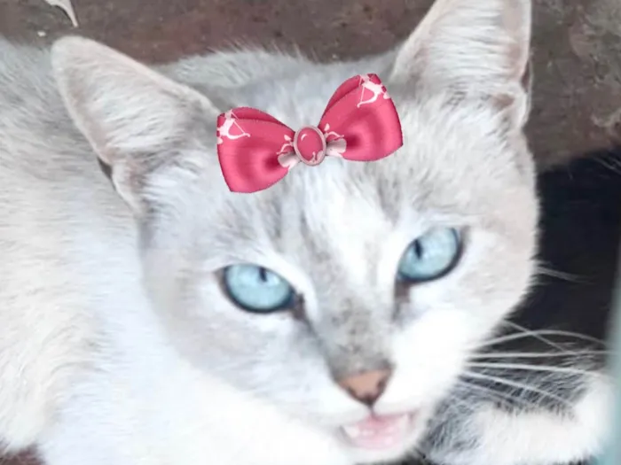 Gato ra a Mestica  idade 2 a 6 meses nome Cristal 