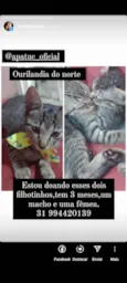 brisa e otto