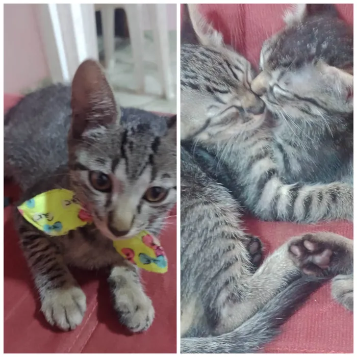 Gato raça  idade 2 a 6 meses nome brisa e otto