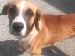 Cachorro raça Sem raça  idade 3 anos nome Grandão 