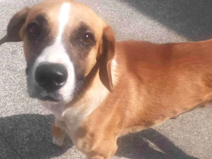 Cachorro ra a Sem raça  idade 3 anos nome Grandão 