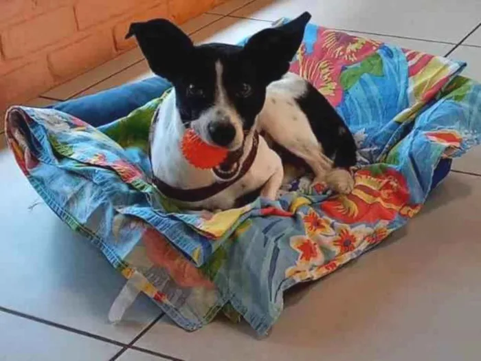 Cachorro ra a Sem raça  idade 3 anos nome Pingo