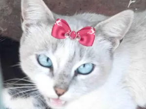 Gato raça Mestica  idade 2 a 6 meses nome Cristal 