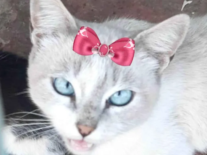 Gato ra a Mestica  idade 2 a 6 meses nome Cristal 