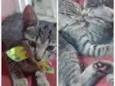 brisa e otto