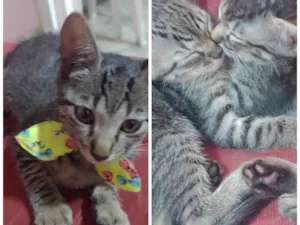 Gato raça  idade 2 a 6 meses nome brisa e otto