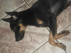 Cachorro raça SRD-ViraLata idade 7 a 11 meses nome Marlon 