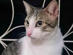 Gato raça Comum idade 1 ano nome Carlton