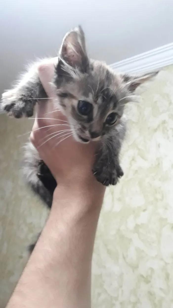 Gato ra a Siamês idade Abaixo de 2 meses nome Ainda não tem nome