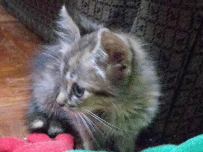 Gato ra a Siamês idade Abaixo de 2 meses nome Ainda não tem nome